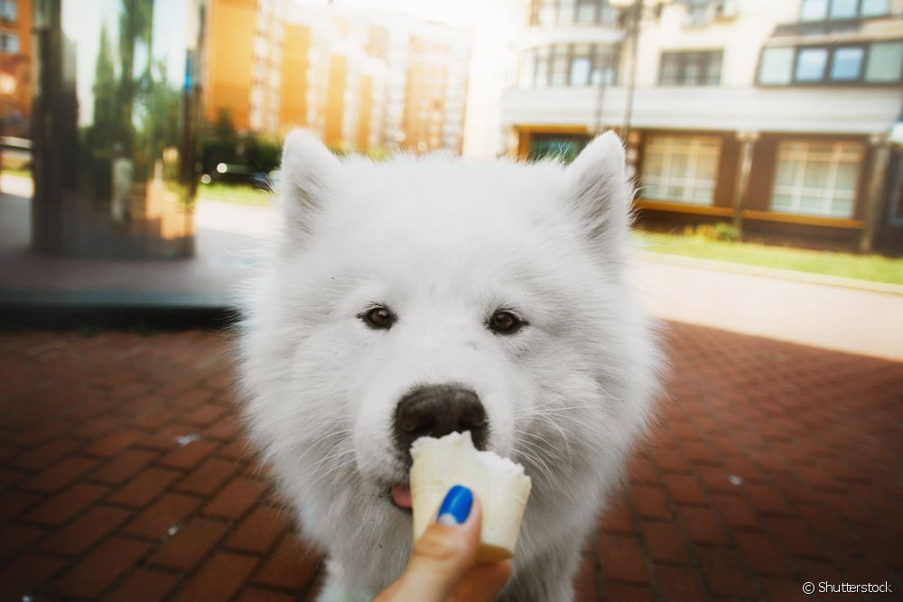  Can you give ice cream to a dog?