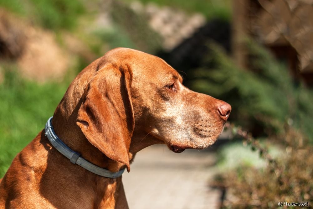  Flea medication or flea collar: which method is best for your dog?