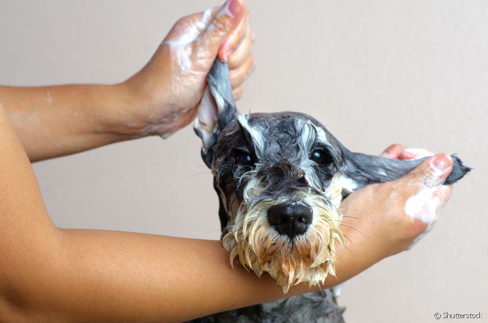  How to get rid of dog fleas: a complete guide to types of flea remedies and collars