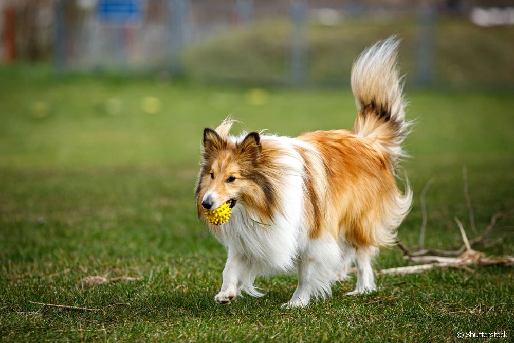  Pastordeshetland: find out what the Sheltie dog's personality is like