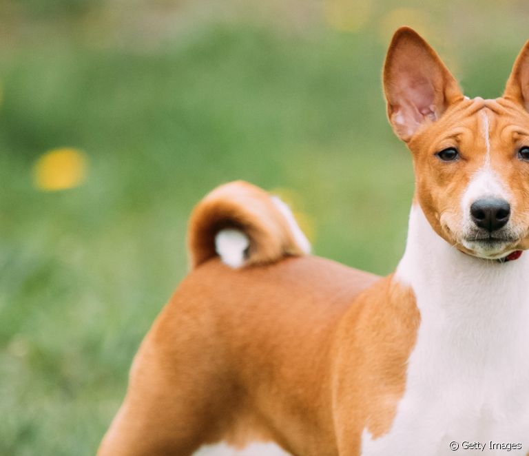 The 8 oldest dog breeds in the world