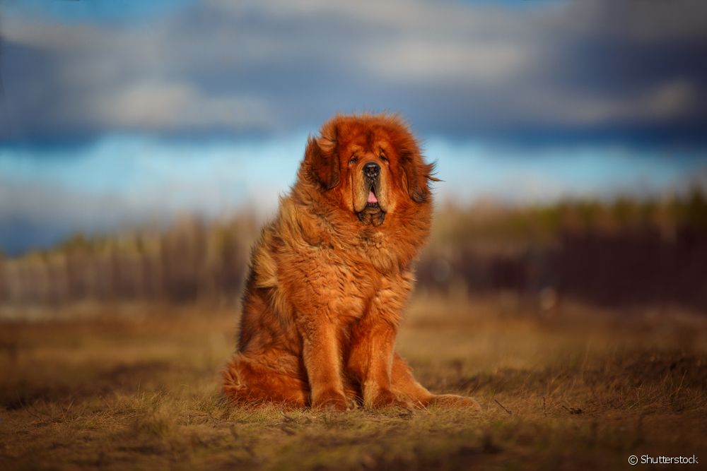  What are the rarest dog breeds in the world?