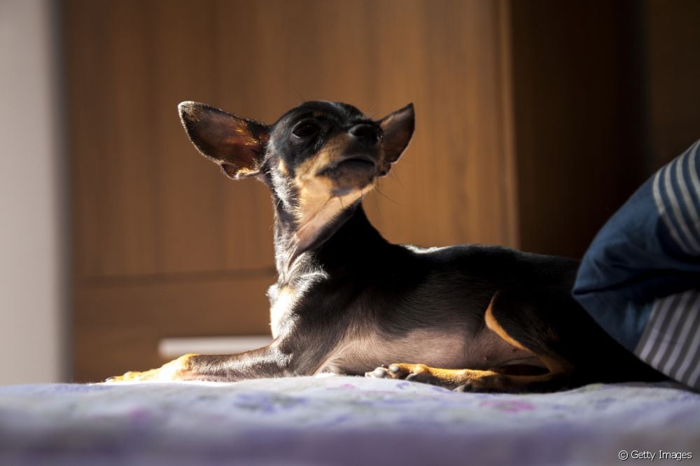  Pinscher 0: what is the price of the smallest size of the dog breed?