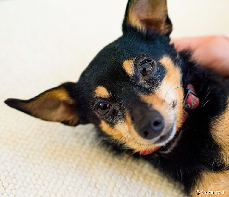  Pinscher: learn all about this small dog breed