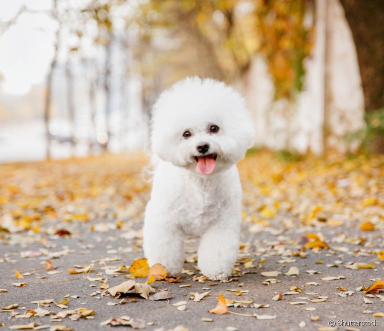  Small dog breeds: a guide to the 20 most popular (with gallery)