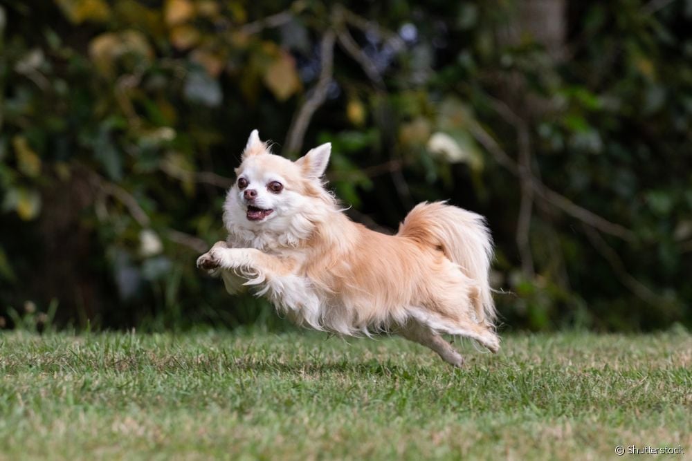  Chihuahua long hair: learn more about the breed variation and tips on how to care for the coat
