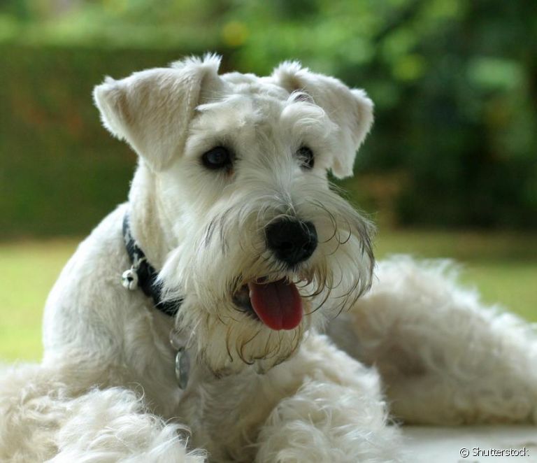 Miniature Schnauzer: learn all about the smallest version of the dog breed