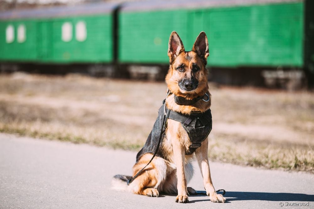  Police dog: which breeds are best for the job?