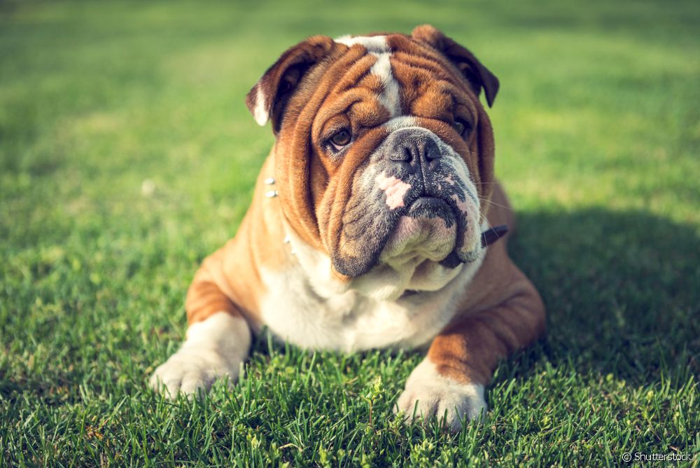  Bulldog Campeiro: learn all about the large Brazilian breed