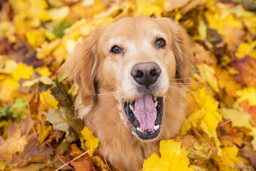  Which dog breeds have the loudest bark?