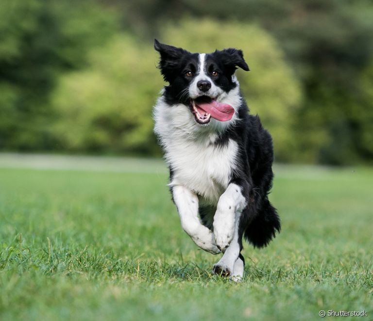  What are the colors of the Border Collie?