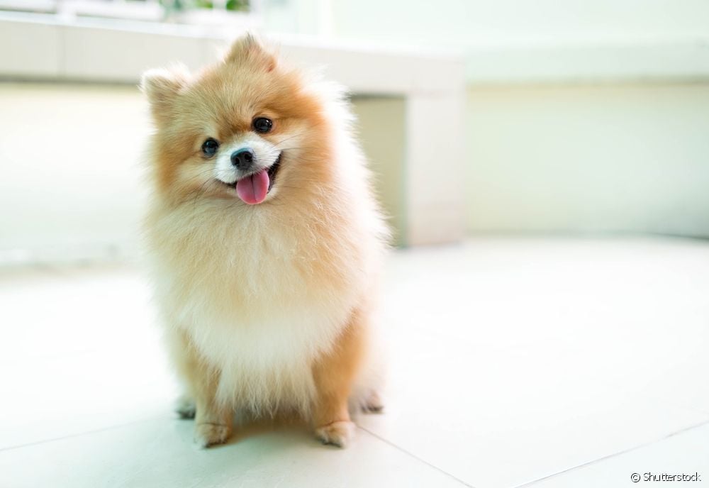  Spitz-type dogs: see the breeds that belong to this category