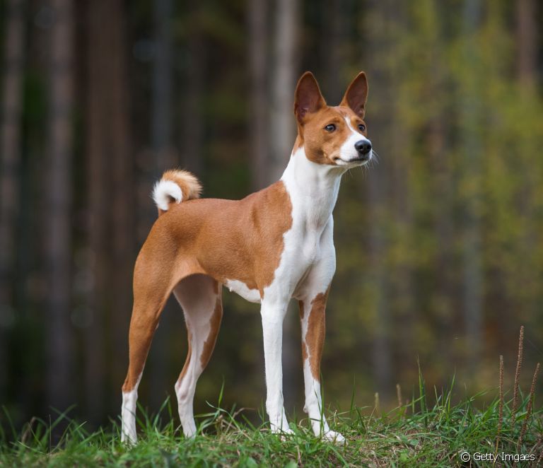  Hound group: meet the breeds and learn all about the dogs that have a powerful sense of smell