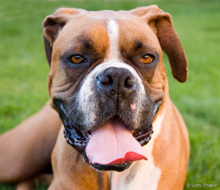 Boxer: what is the personality of the dog breed like?