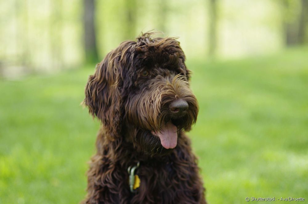  Labradoodle: everything you need to know about the Labrador-Poodle mix