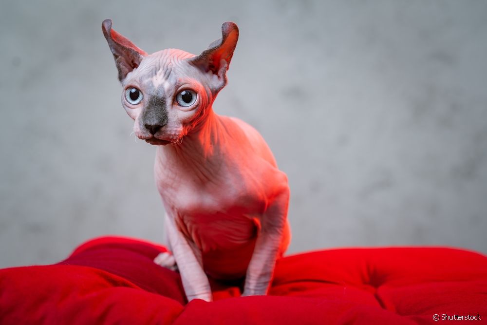  Elf cat: meet the hairless breed with curved ears