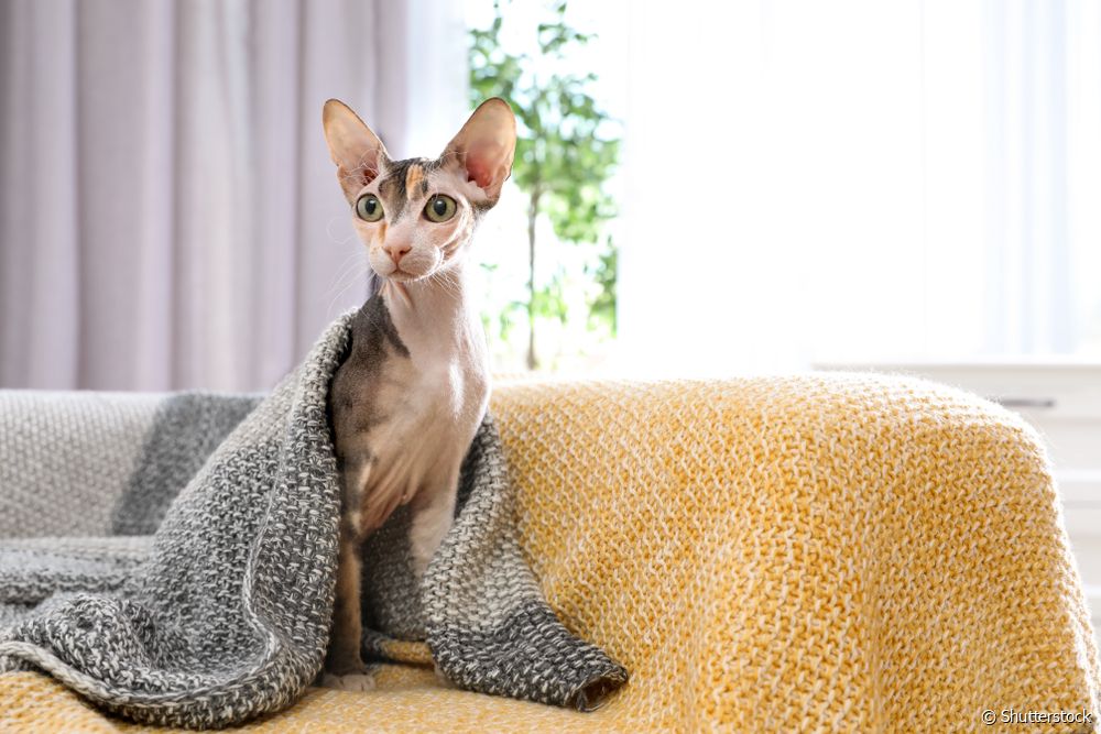  Sphynx cat names: 100 ideas to call the hairless breed pet