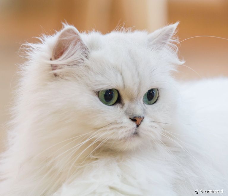  White cat: characteristics, personality, health, breeds and care