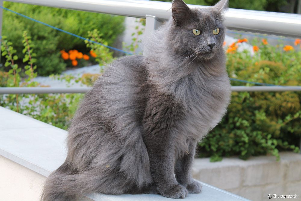  Nebelung: everything you need to know about the cat breed