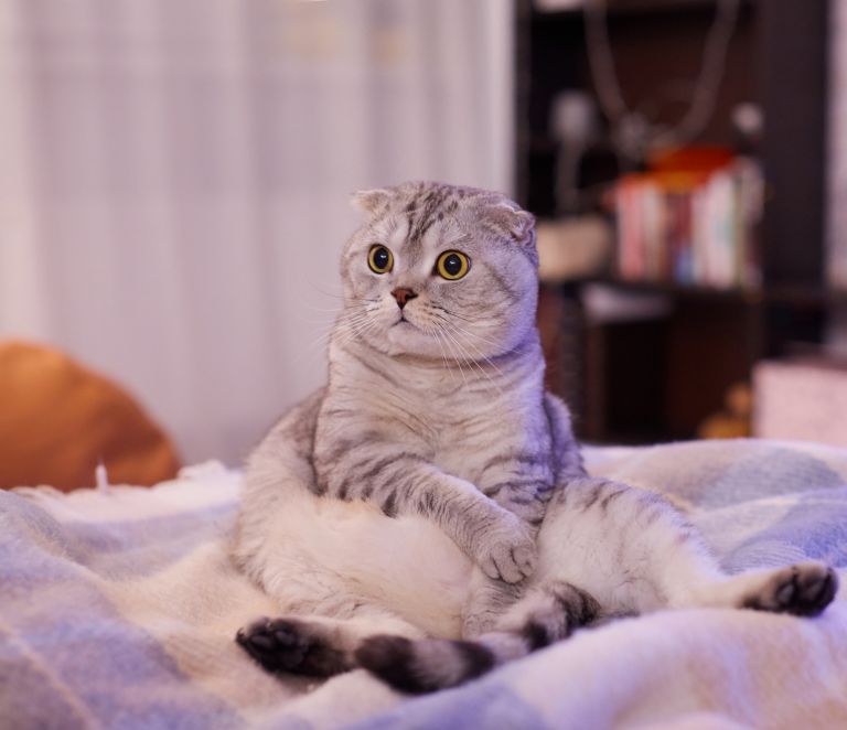  Scottish Fold: learn all about the Scottish cat breed