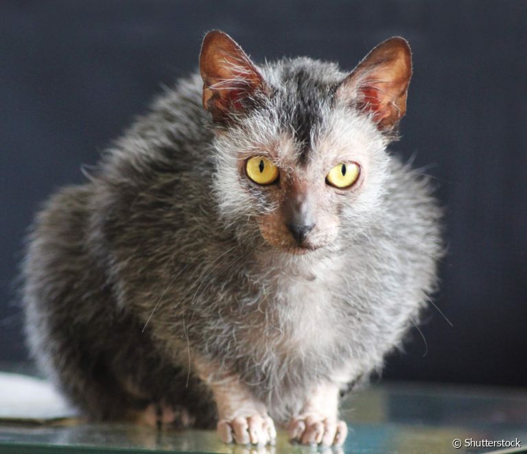  Lykoi: all about the cat that looks like a wolf