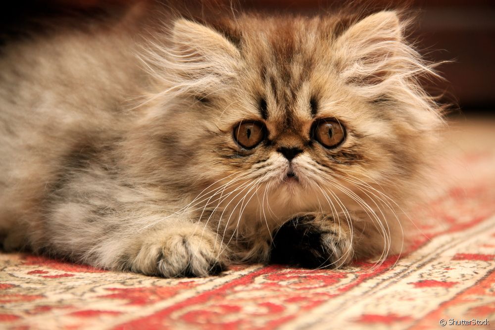  Meet 6 affectionate cat breeds and fall in love!