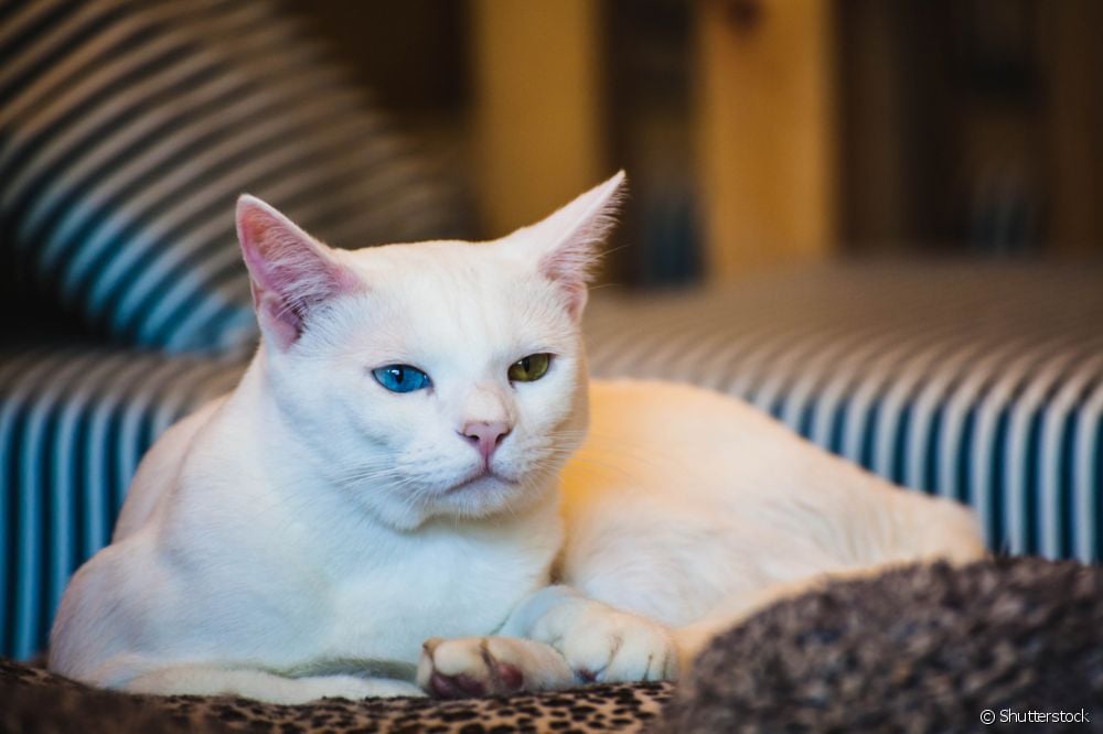  Khao Manee: everything you need to know about this Thai (and very rare!) cat breed