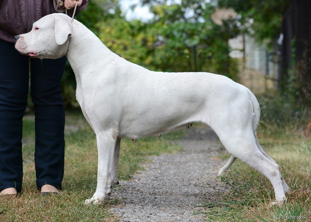  Dogo Argentino: 10 characteristics about the white dog breed