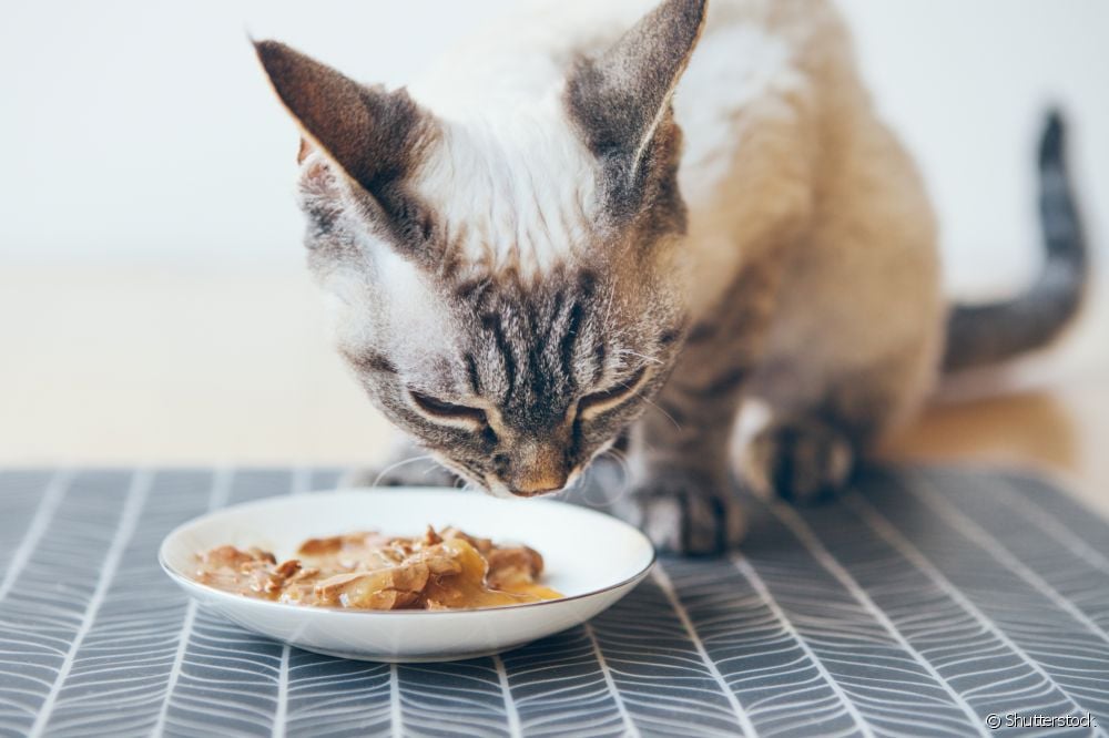  Cat food: how many times a day should you feed your kitty?