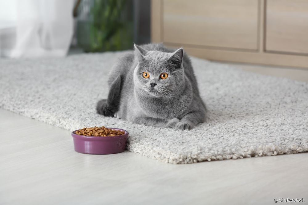  "My cat doesn't want to eat": how to identify a sick cat and what causes it?