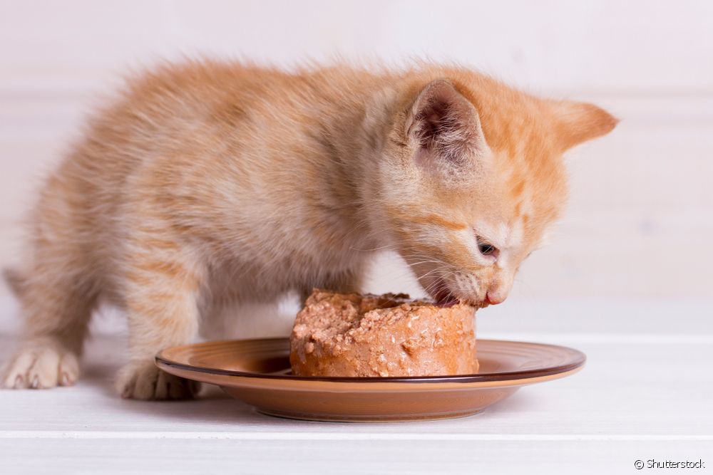  Learn how to make a homemade pâté for cats with 5 ingredients