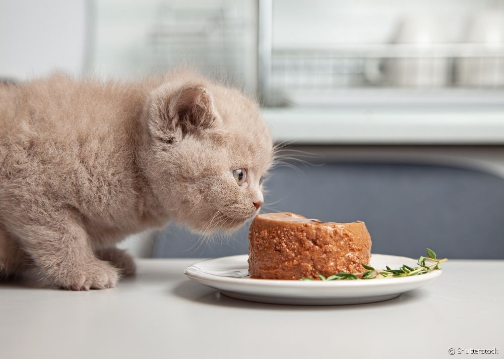  How to include cat pâté in your pet's diet?