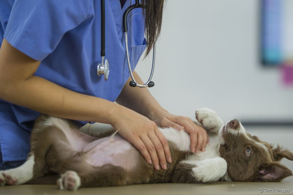  Is heart attack possible in dogs? Veterinarian clarifies all doubts on the subject
