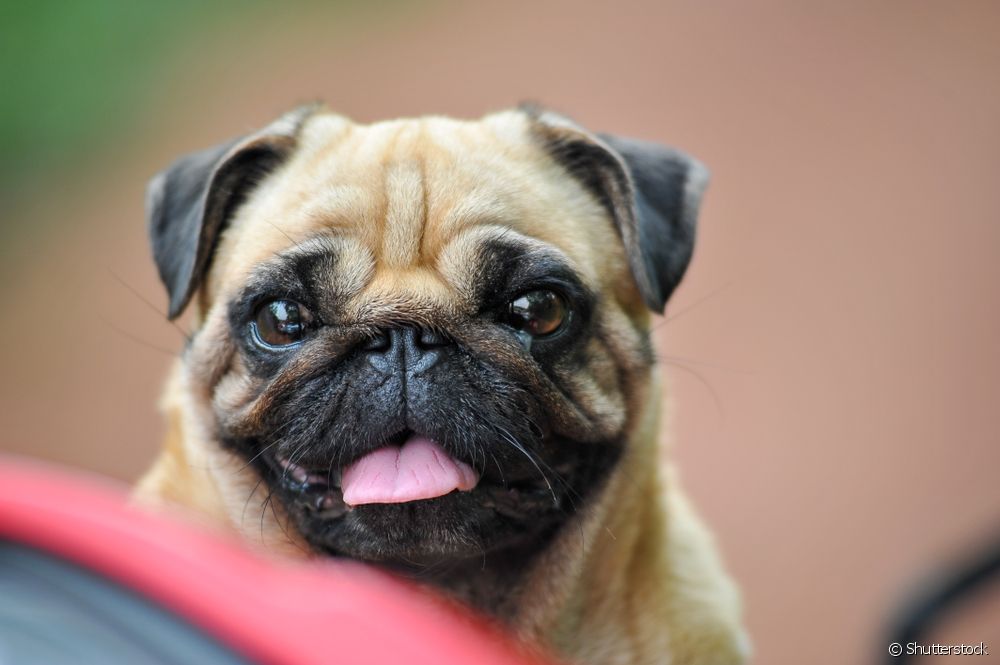  Pug with allergies: learn about the most common types of the small dog breed