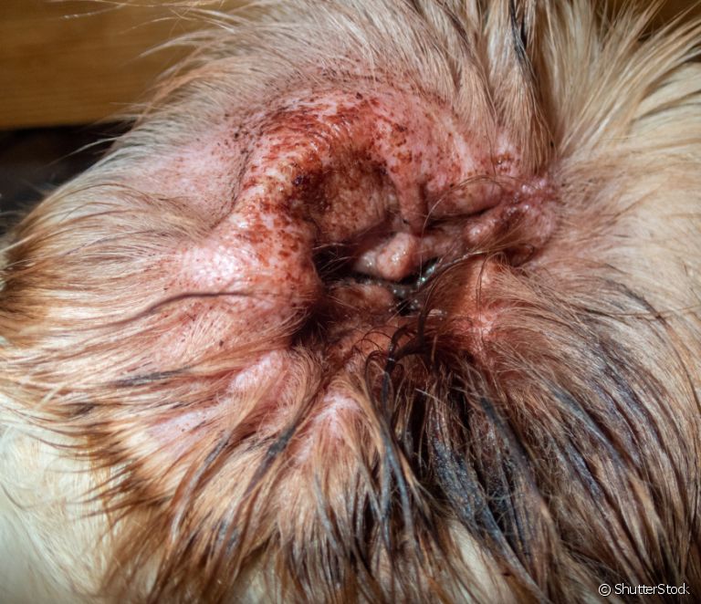  Otodectic mange: learn more about this type of disease that can affect dogs