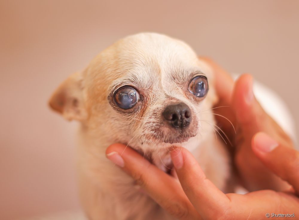  Sudden blindness in a dog: what is it, how does it occur and what to do?
