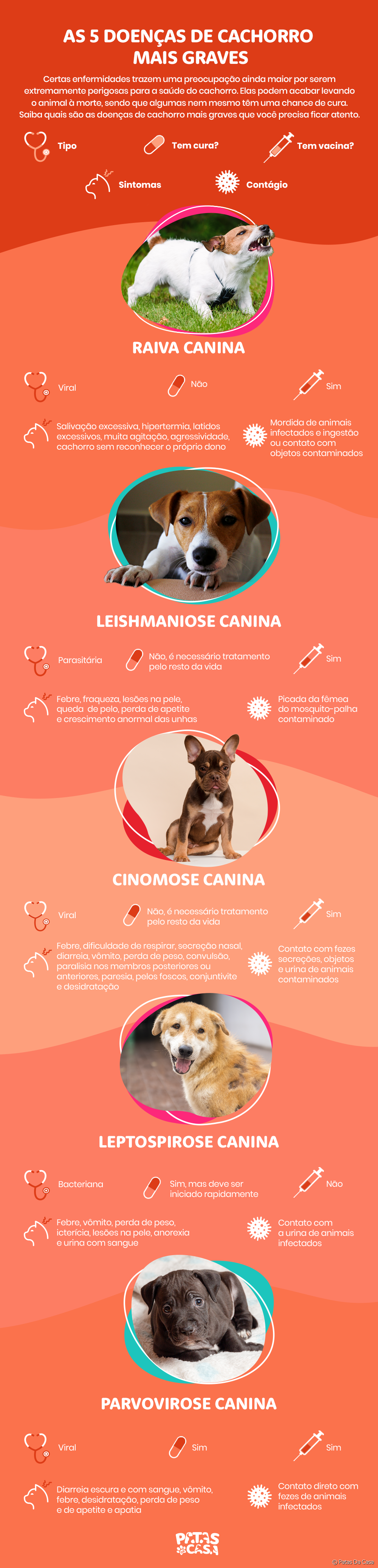  See the most serious dog diseases in an infographic