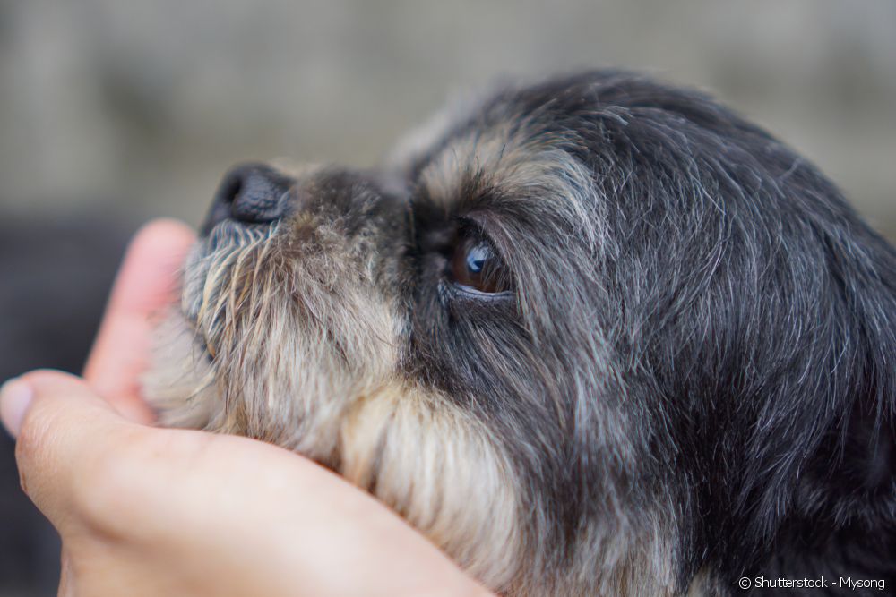  How to care for acid tear in dogs like the Shih Tzu, Lhasa Apso and Pug?