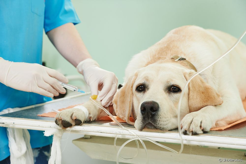  How is cancer treatment done in dogs?