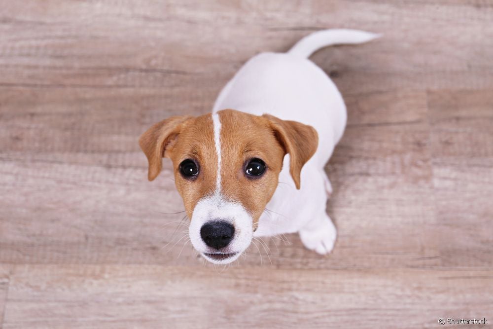  What is the right dog flooring? Understand how slippery flooring affects your pet's joints