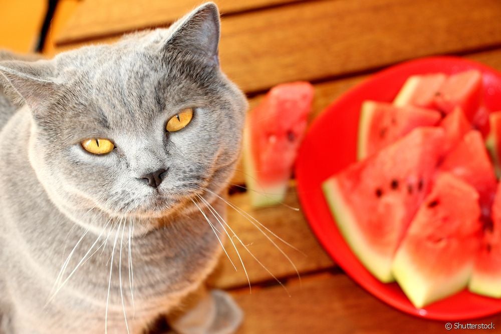  How to boost your cat's immunity?