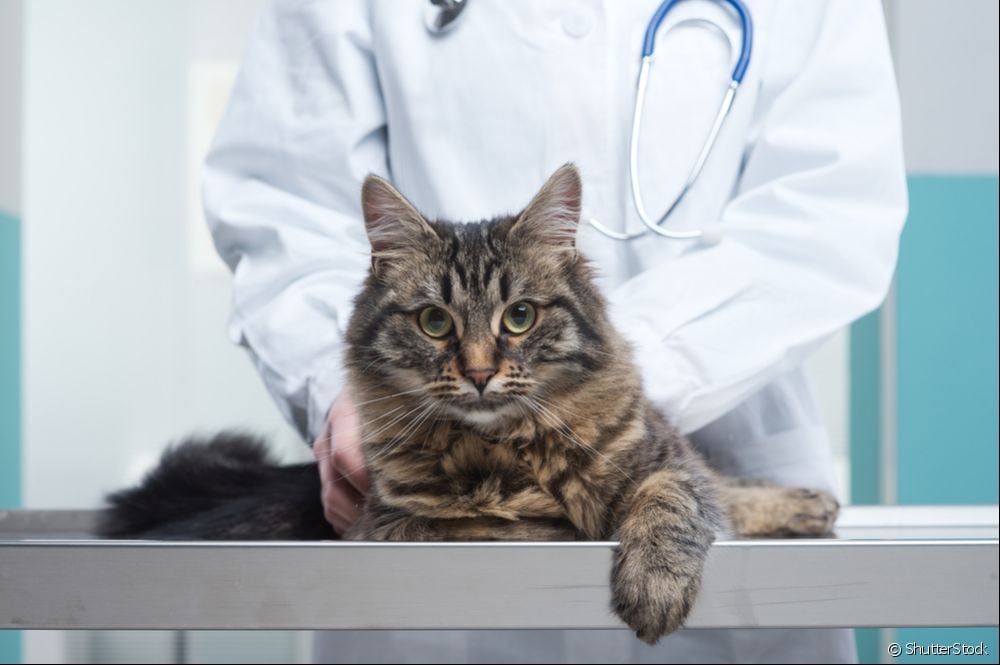  Kidney failure in cats: veterinarian answers all your questions about this serious disease that affects felines!