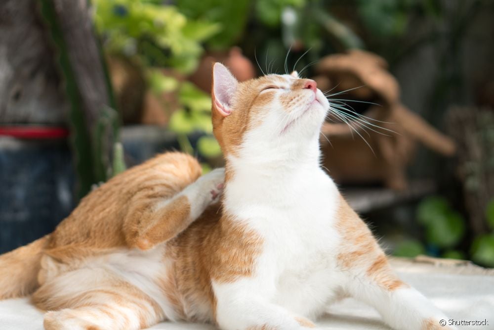  Scabies in cats: what is it and what to do?