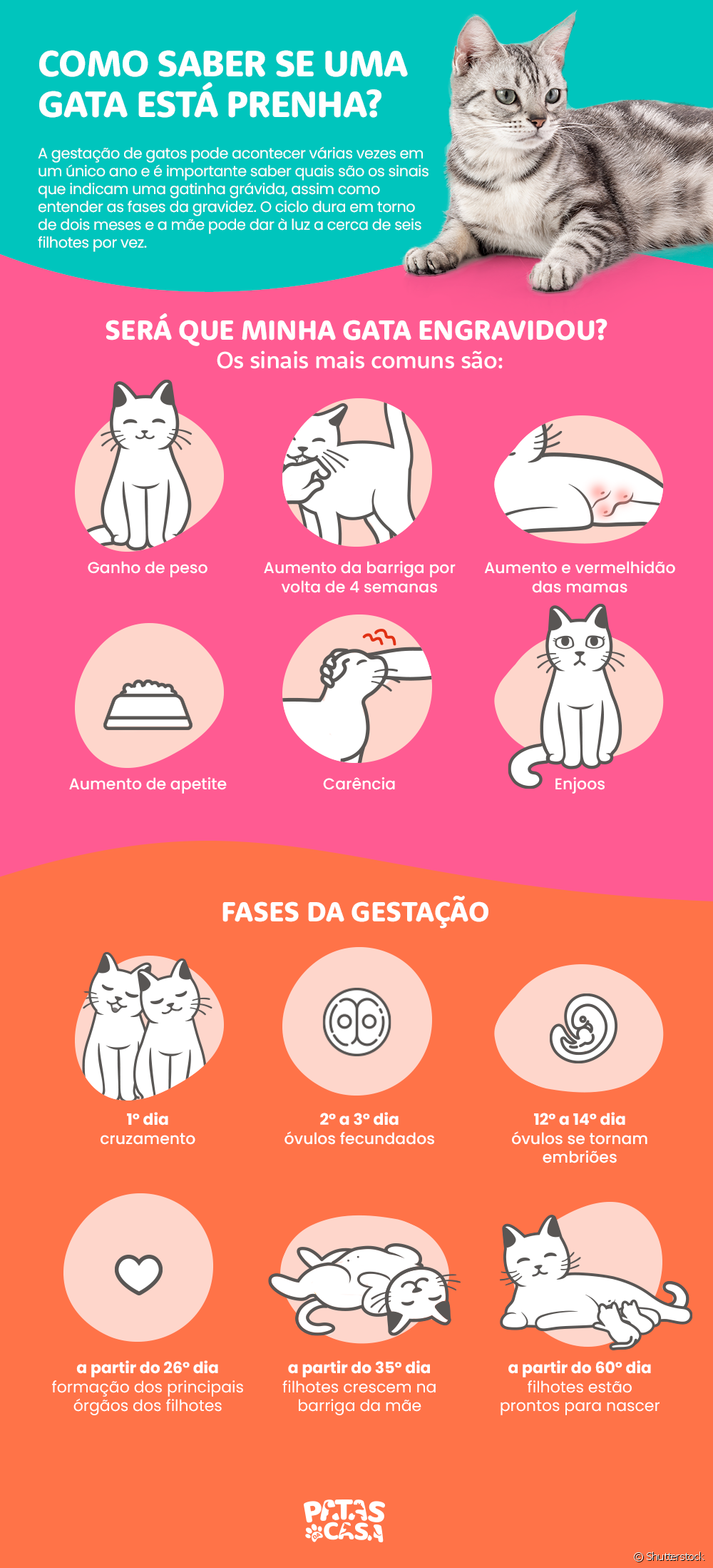  See infographic on the stages of cat pregnancy
