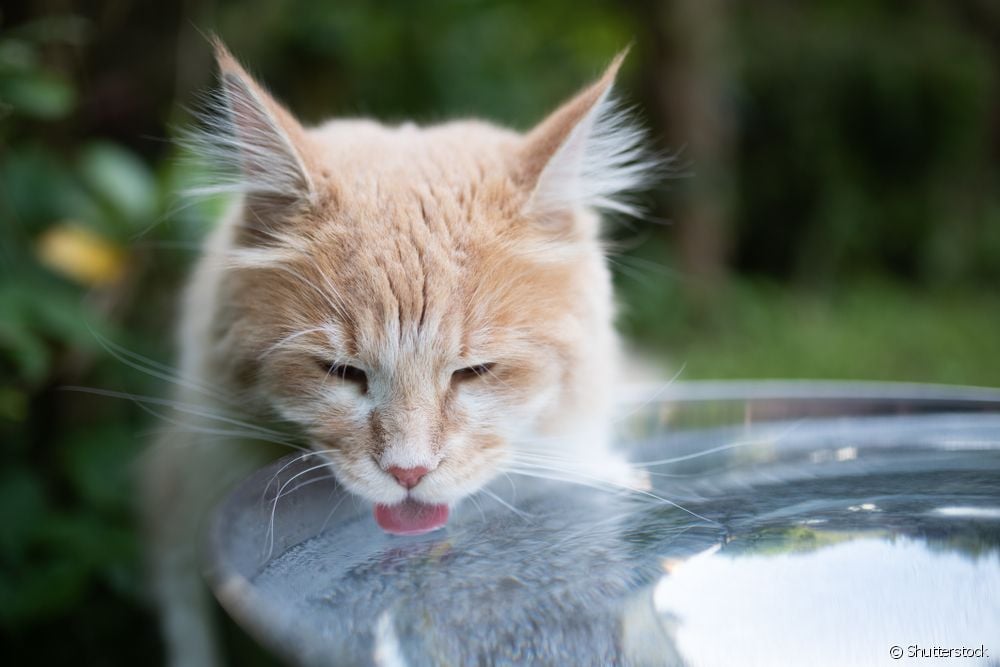  Is drinking too much water normal for a cat, and could it indicate a health problem?