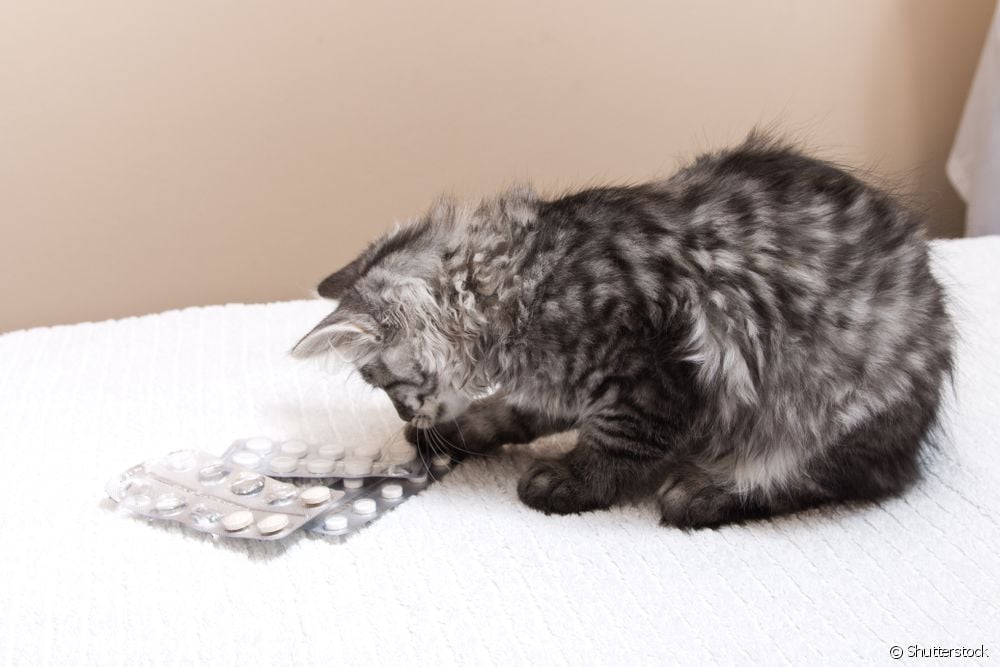  What does the kitten deworming schedule look like?