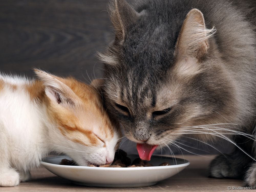  Breastfeeding cats: everything you need to know about the feline nursing process