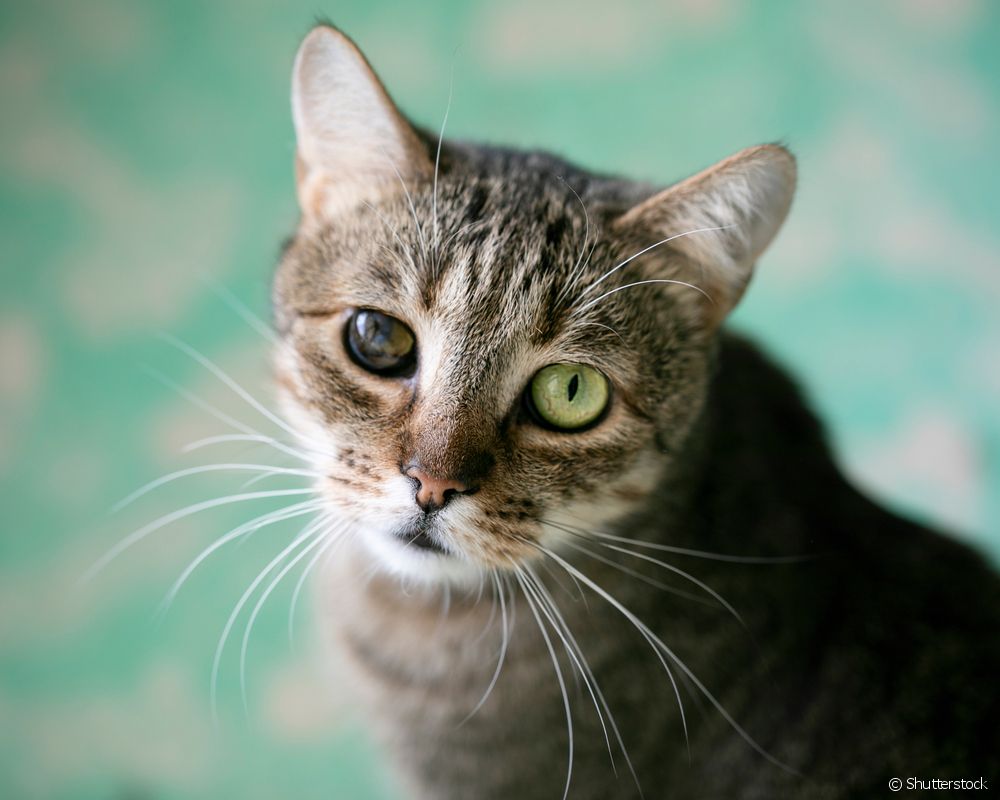  What are the main causes of blindness in cats?