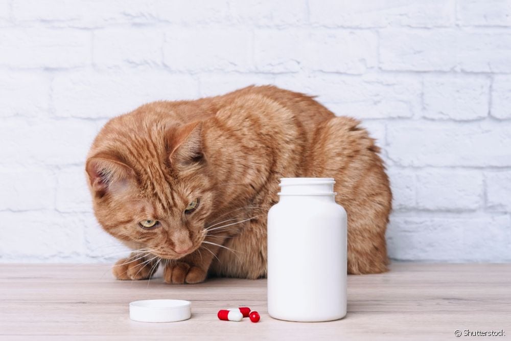  Urinary infection in cats: how to identify, what are the symptoms and how to prevent?