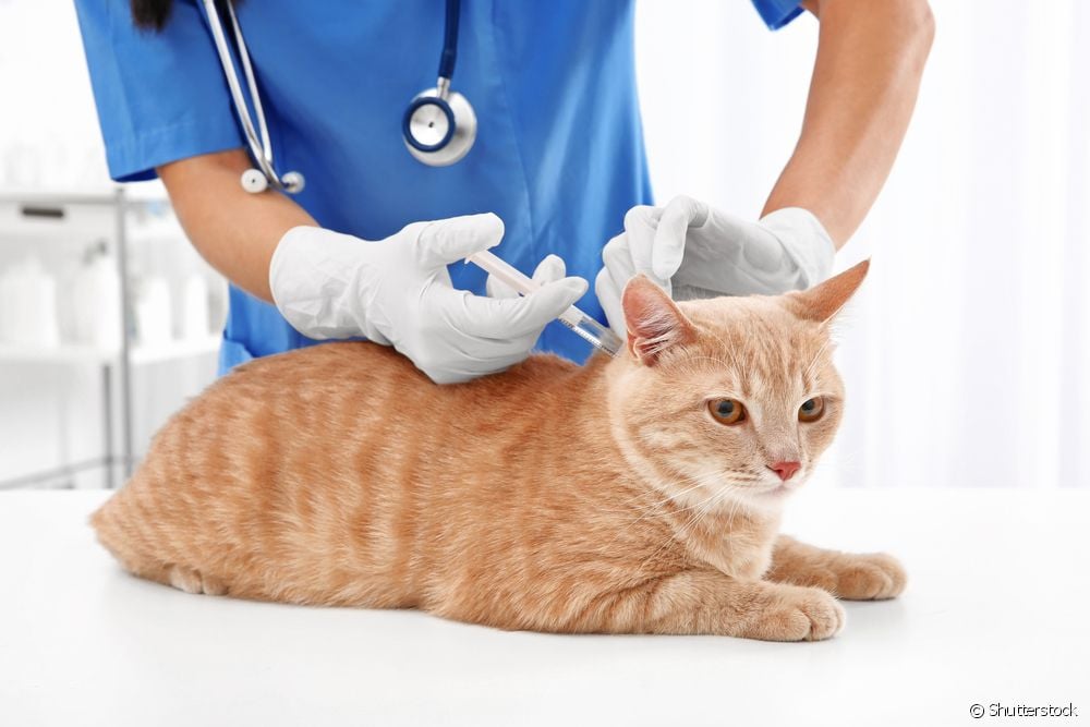  Can you give breastfeeding cats an injection?